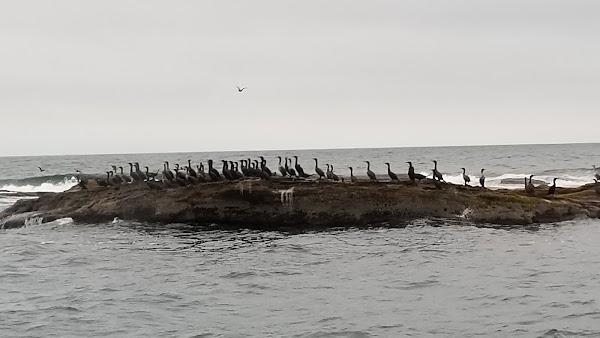 Bird Islands 2