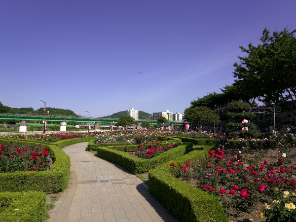 삼척 장미공원 5