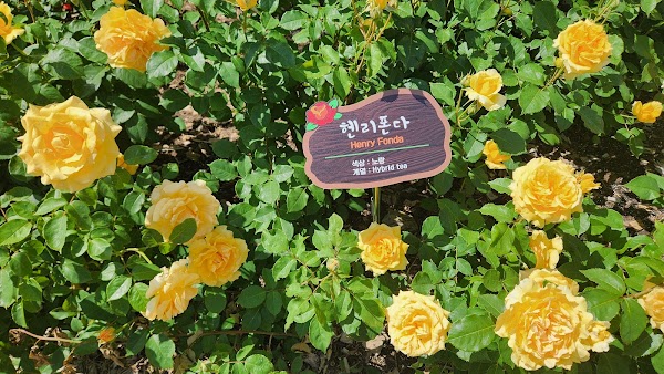 삼척 장미공원 4