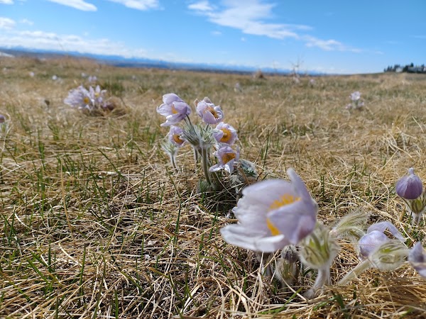 Nose Hill Park 2