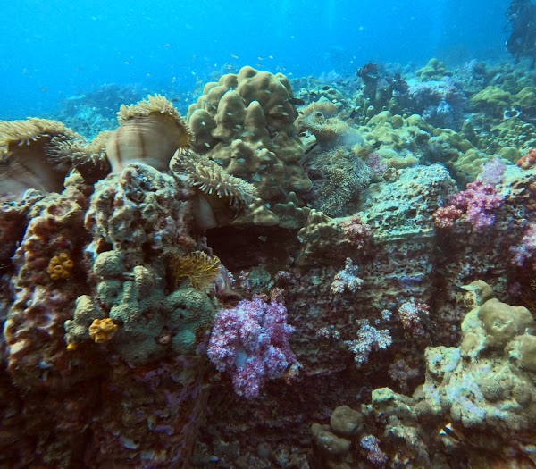 Stonehenge dive site | Koh Lipe 1
