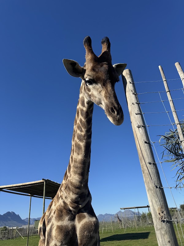 Giraffe House