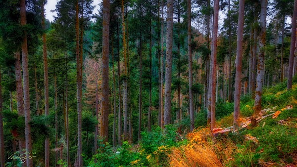Albsteig Schwarzwald 2
