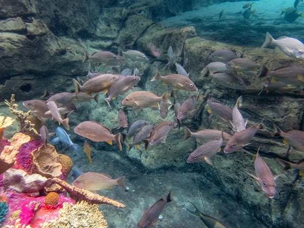 The Grand Reef 4