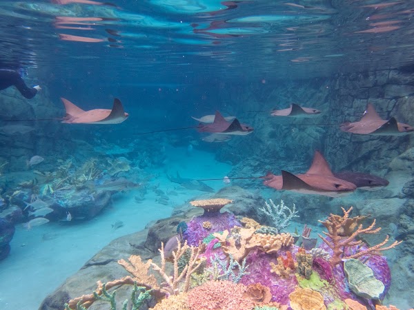 The Grand Reef 2