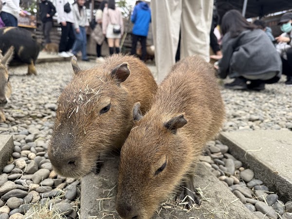 Yilan Animal Kingdom 2