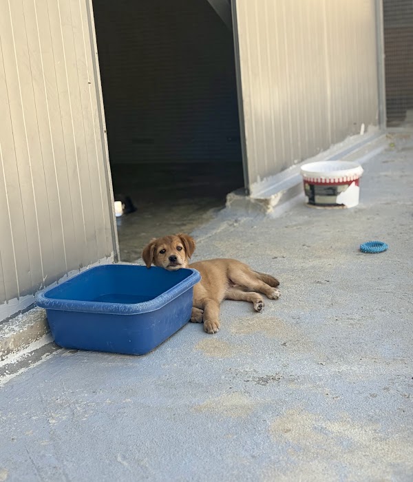 Sitia Animal Rescue (new Shelter)