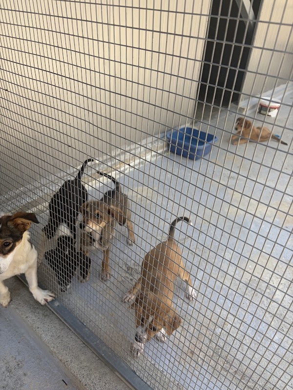 Sitia Animal Rescue (new Shelter) 5