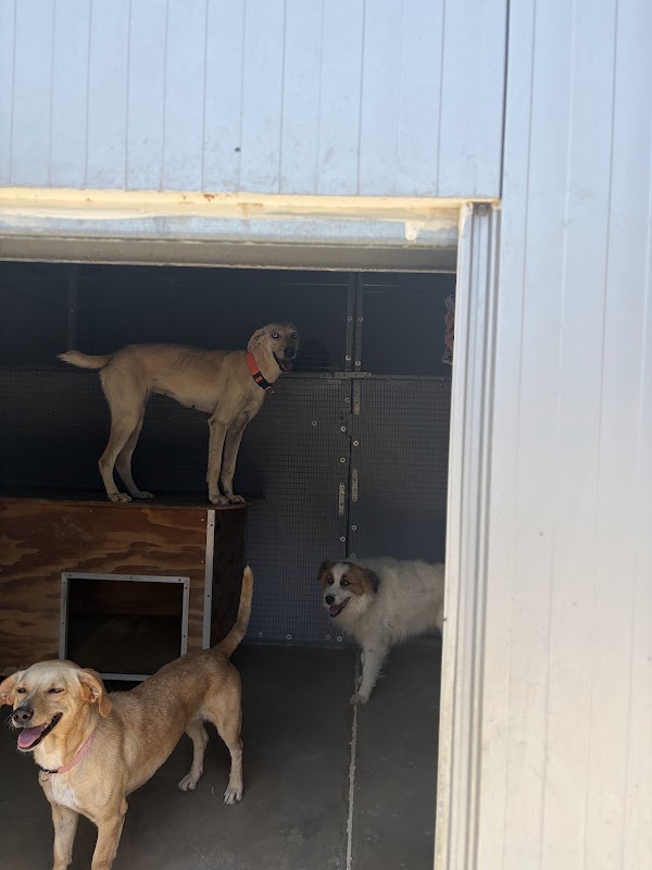Sitia Animal Rescue (new Shelter) 4