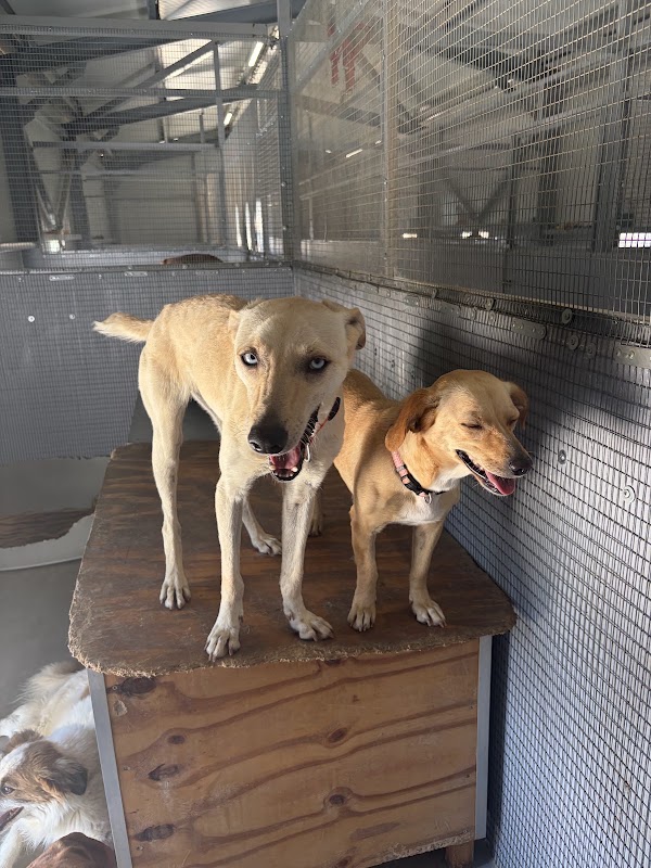 Sitia Animal Rescue (new Shelter) 3