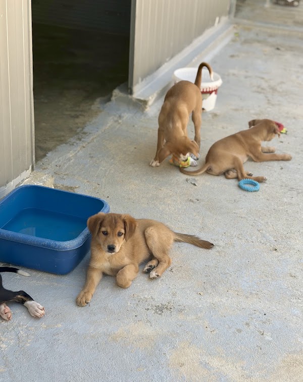 Sitia Animal Rescue (new Shelter) 2