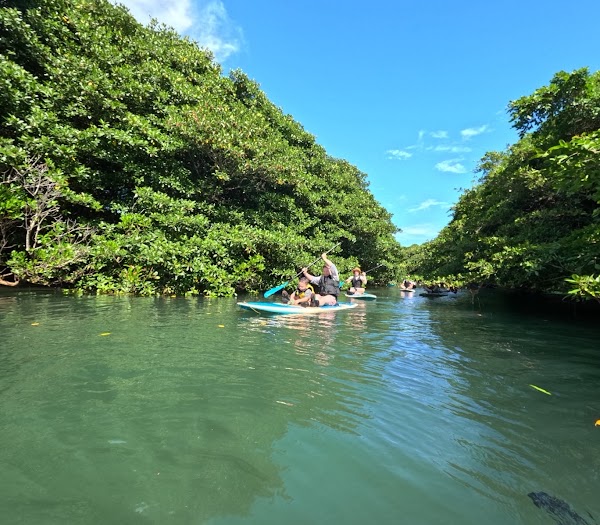 石垣島 ADVENTURE PiPi│シュノーケリング/SUP/カヌー/幻の島/青の洞窟 ツアー総合ショップ 4