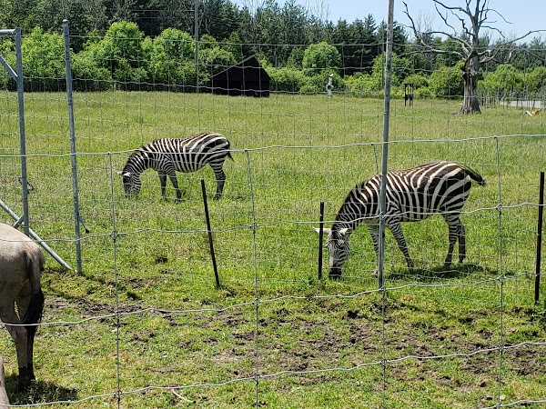 Safari Niagara 2