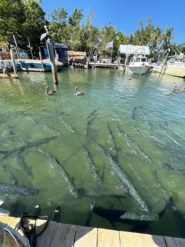 Robbie's of Islamorada 4