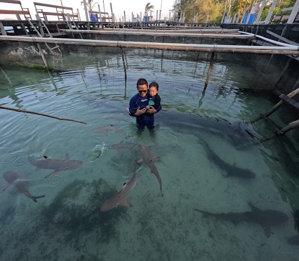 Penangkaran Hiu Karimunjawa Hiu Kencana Cun Ming