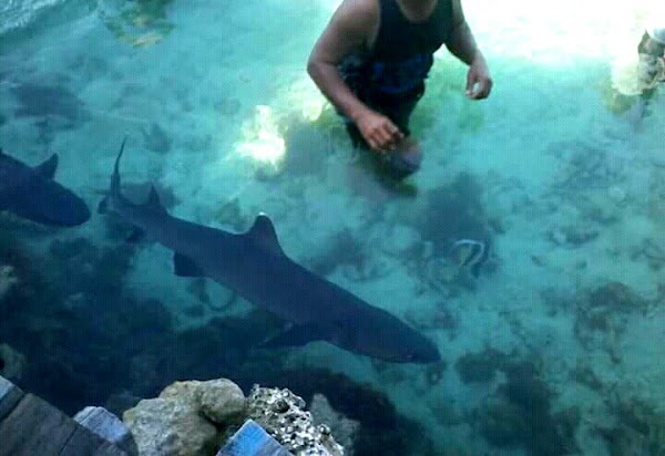 Penangkaran Hiu Karimunjawa Hiu Kencana Cun Ming 5