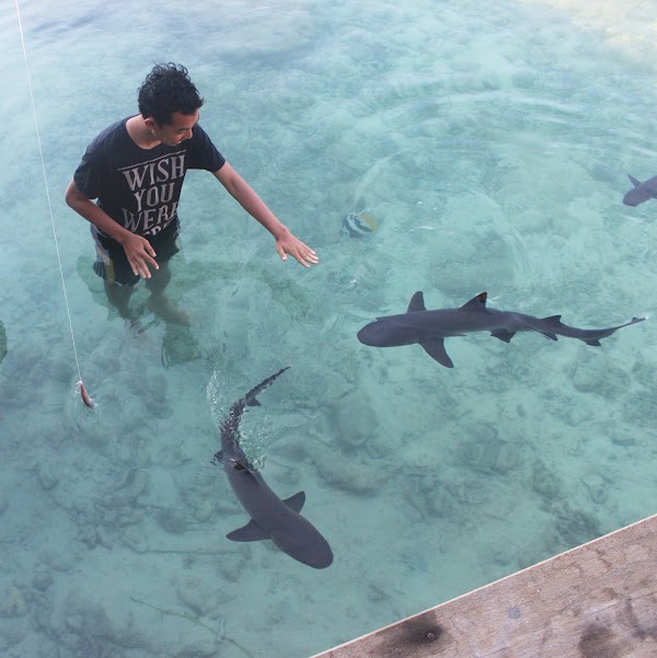 Penangkaran Hiu Karimunjawa Hiu Kencana Cun Ming 4