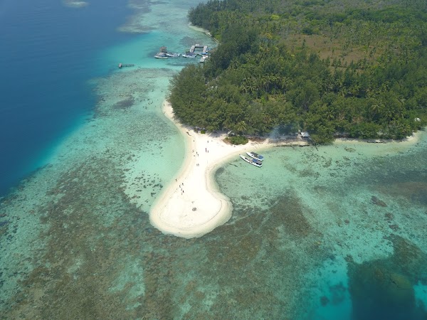 Penangkaran Hiu Karimunjawa Hiu Kencana Cun Ming 3