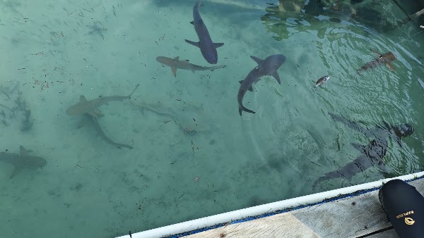 Penangkaran Hiu Karimunjawa Hiu Kencana Cun Ming 2