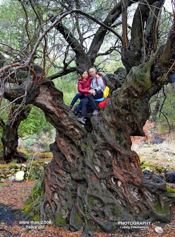 "MITERA" Ancient Olive Tree 1