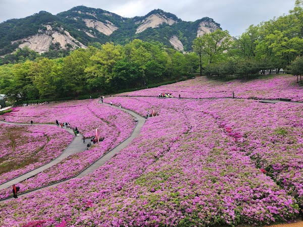 불암산 철쭉동산