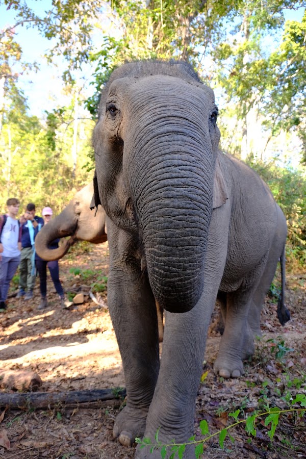 Kindred Spirit Elephant Sanctuary