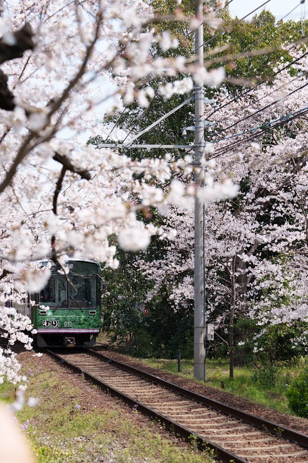 嵐電 桜のトンネル