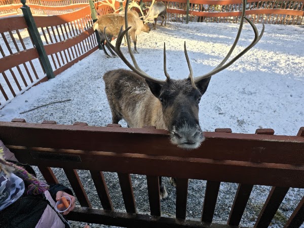 Reindeer Rendezvous 1