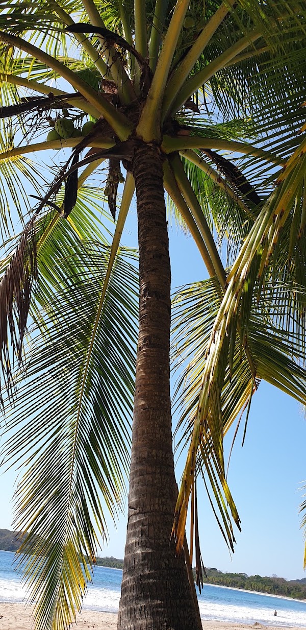 Playa Carrillo 4