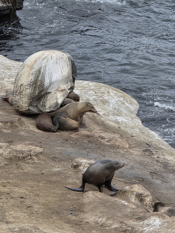 Scripps, Ellen Browning Park 4