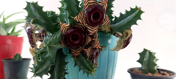 cactus plant