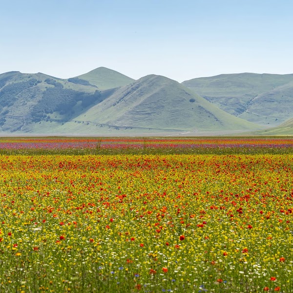 Pian Grande di Castelluccio di Norcia PG