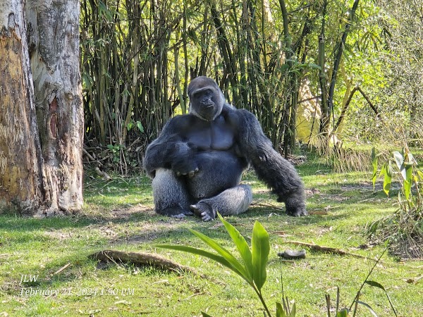 Gorilla Falls Exploration Trail 5