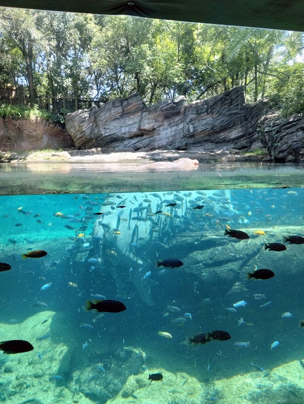 Gorilla Falls Exploration Trail 4