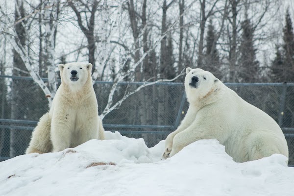 Cochrane Polar Bear Habitat