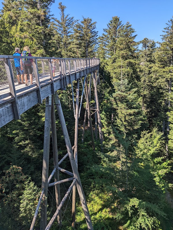 Treetop Walk Black Forest 4