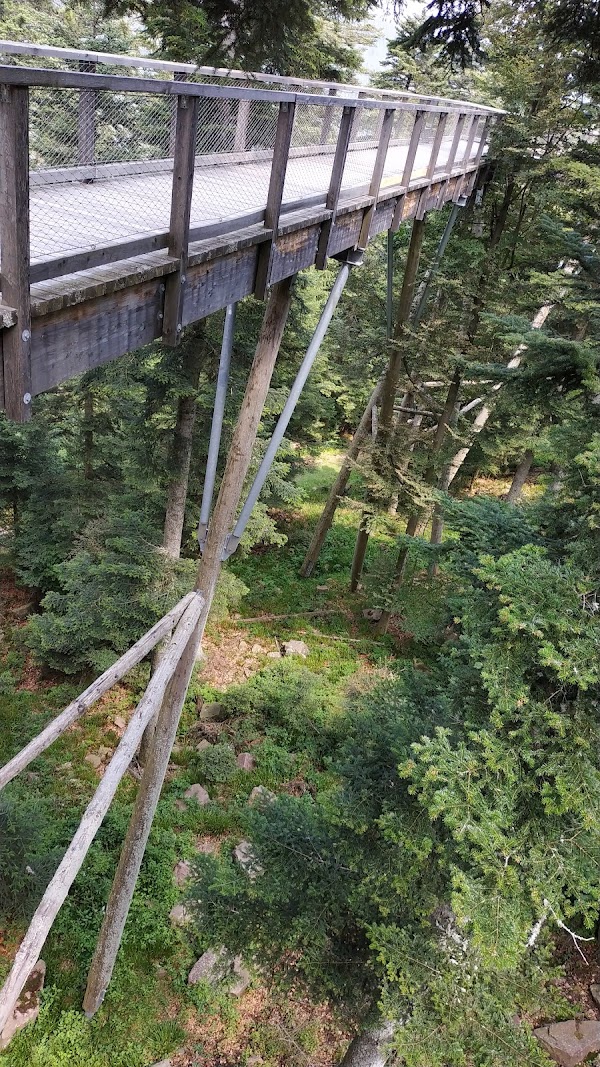 Treetop Walk Black Forest 3