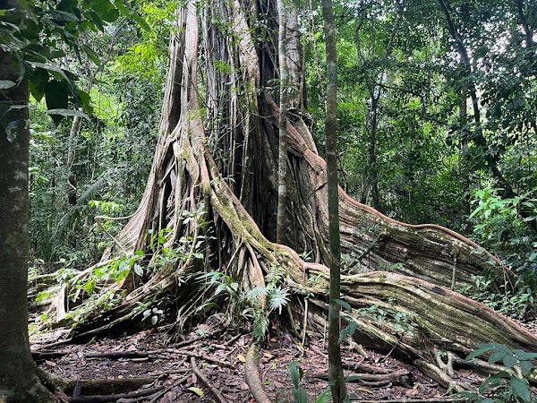 Parque Nacional Corcovado 4