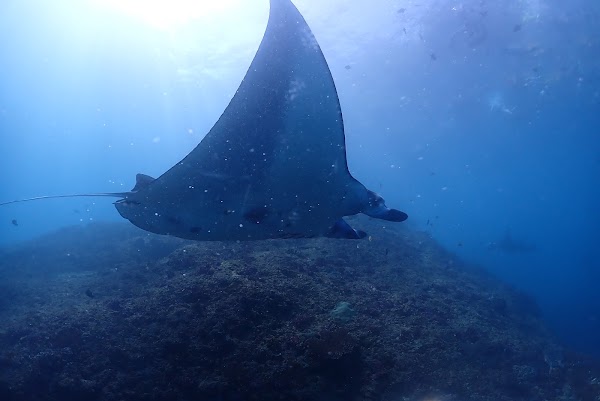 Manta Point 1