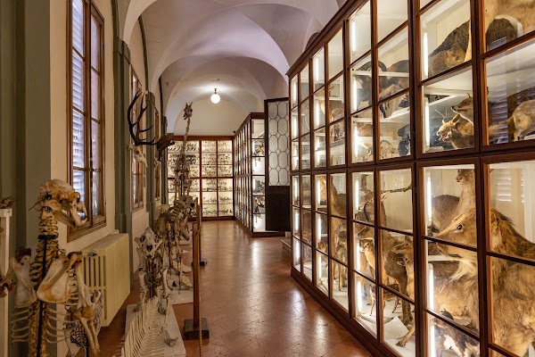 Musei dell’Accademia dei Fisiocritici 4