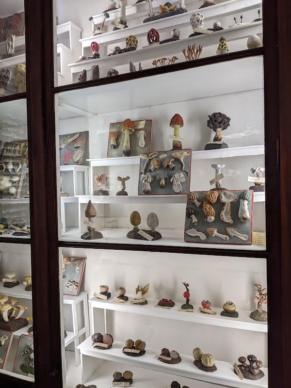 Musei dell’Accademia dei Fisiocritici 3