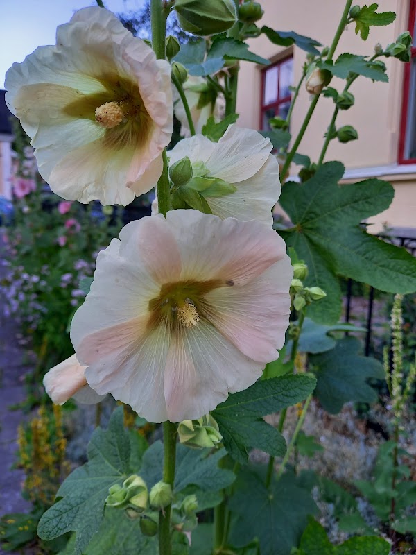 Örtagården i Söderköping