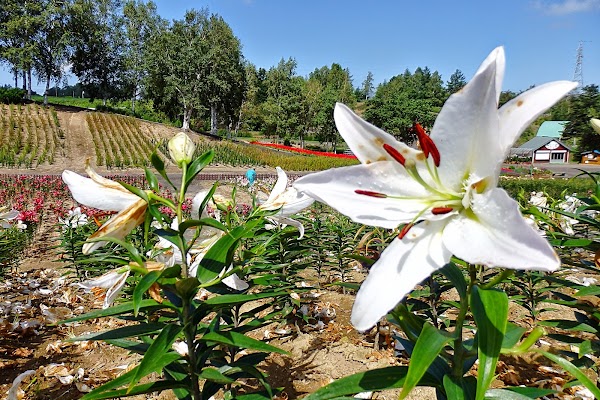 Yuri no sato Koshimizu lily park