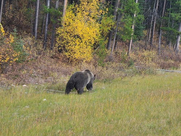 Kananaskis 3
