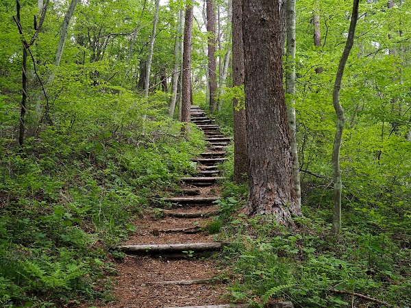 Karuizawa Wild Bird Sanctuary 3