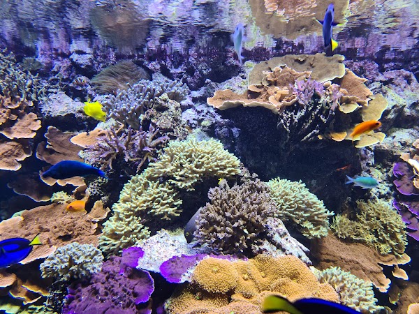 National Aquarium Denmark 5