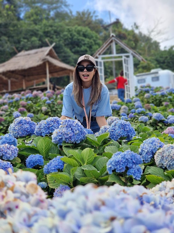 Hydrangea-san