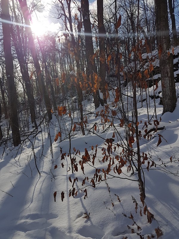 Hilton Falls Trail