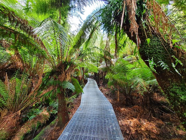 Maits Rest Rainforest Walk 5