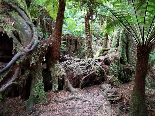 Maits Rest Rainforest Walk 4